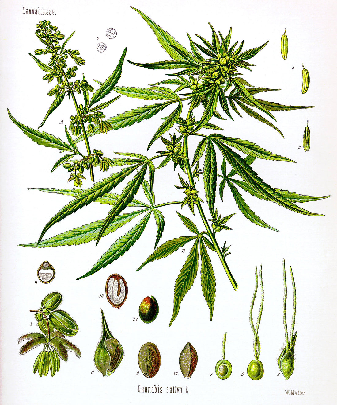 Cannabis Essential Oil for Pain Relief